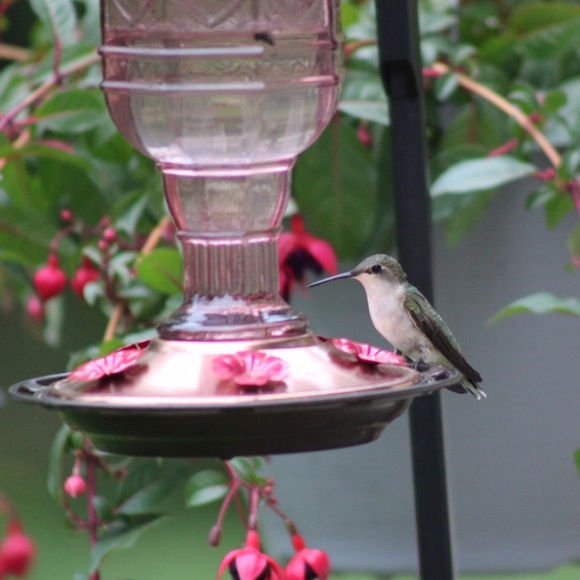 👋 Hi, I’m Susan. Birding beekeeper - Picture 8 of 16